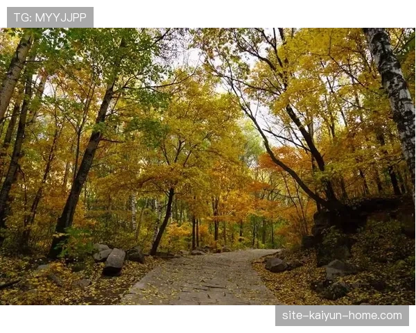 门线判定判罚逻辑：球是否完全越线、裁判与技术判定